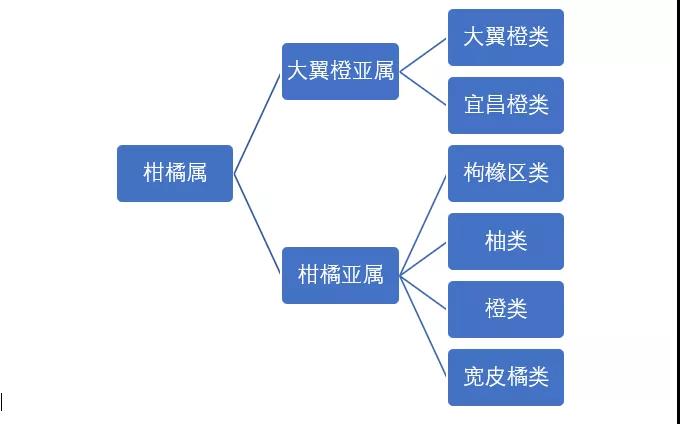 解讀 | 一文讀懂柑橘屬水果出口  